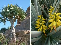 Aloe dichotoma ©JL.jpg